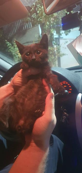 Котенок в добрые руки