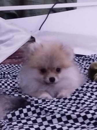 Продам собаку