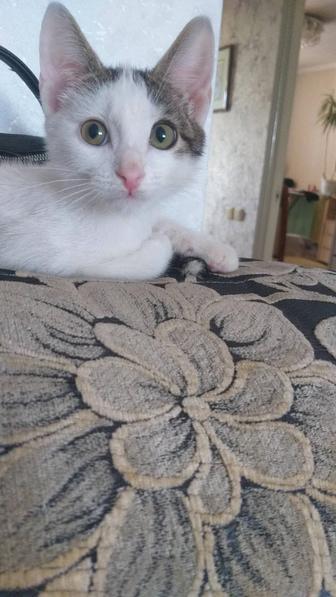 Отдам котика в добрые руки