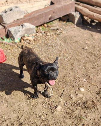 Французский бульдог собака