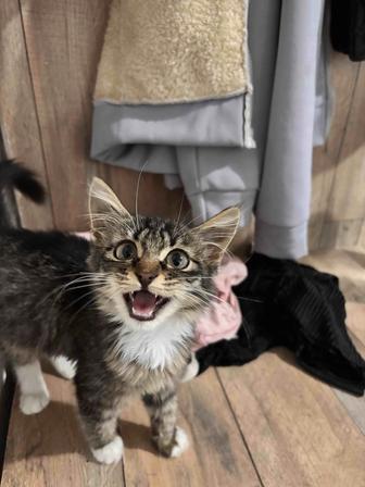 Отдам котенка