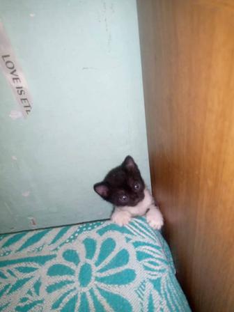 Срочно отдам даром милых котят. Мама Сфинкс а папа неизвестен.