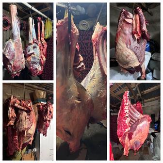 Мясо конины 2 года целая туша