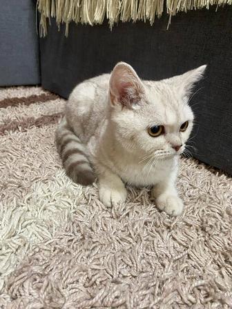 Продам котенка