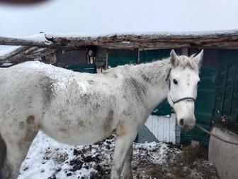 Продам кобылу, баранов, жеребца