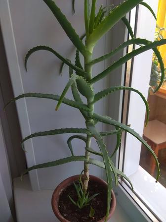 Алоэ 4-х летний