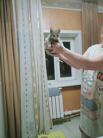 Котёнок 3 месяца Бесплатно