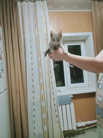 Котенок 4 месяца Бесплатно