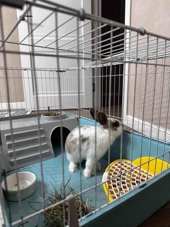 Продам декоративного кролика