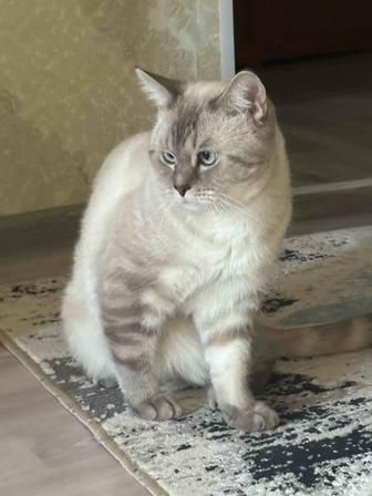 Вязка кота