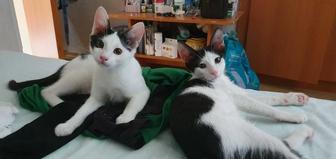 Котята ищут любящую семью