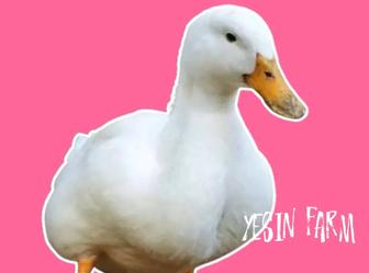 Утиные инкубационные яйца оптом, стабильное качество