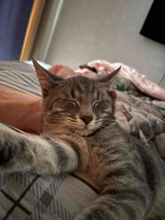 Отдам котенка только в надежные руки