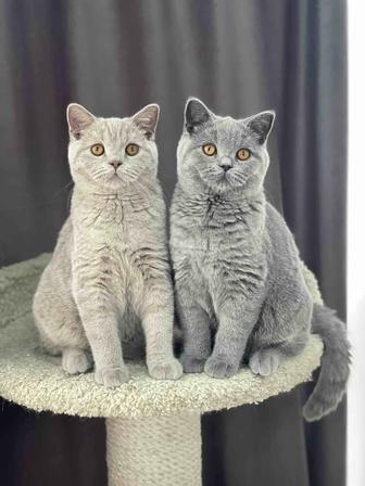 Продаются британские котята