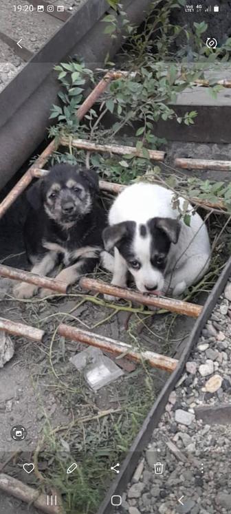 Чудесные щеночки