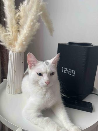 Кошка Мия, 5 мес, девочка