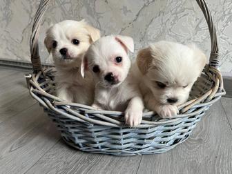 Продам супер мальчишек чихуахуа