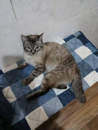 Ищу добрую семью кошечке.