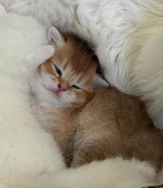 Продаются котята шотландской вислоухой (Scottish Fold).