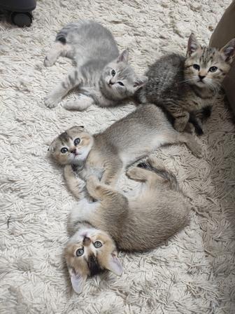Шотландские прямоухие котята скотиш- страйт