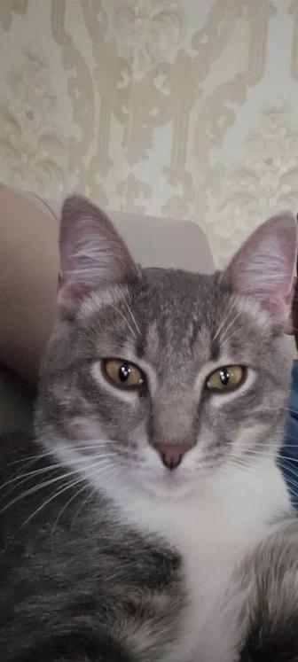 Отдам кота в добрые и ответственные руки