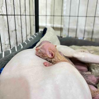 Котенок сфинкс браш