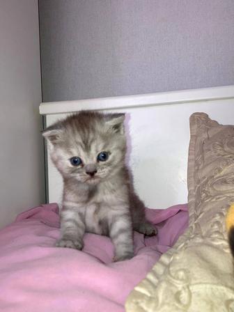 Шотландские котята