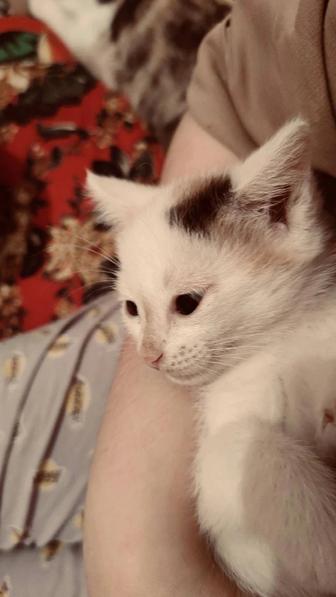 Отдам котят!!!