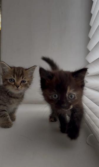 Котята в любящие добрый руки