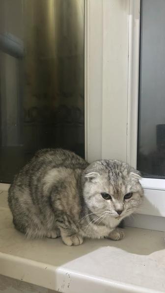 Шотландская вислоухая кошка Скоттиш fold