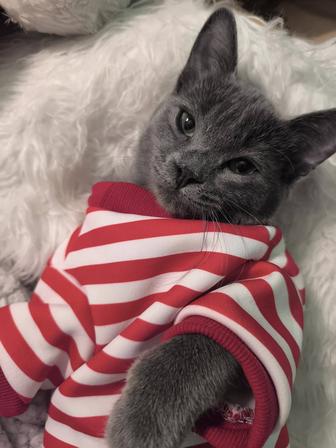 Пропал котик, мальчик, чисто серый