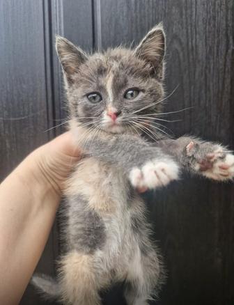 Котята в добрые и любящие руки!