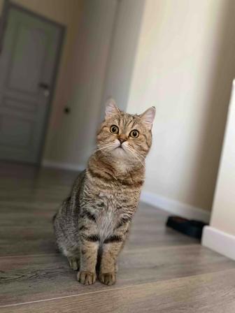 Отдам кота в хорошие руки