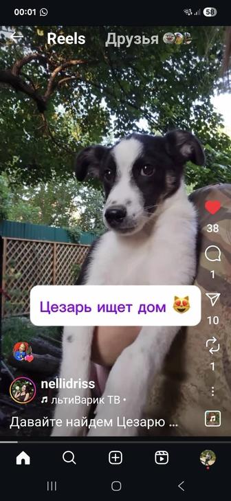 Щенок мальчик бесплатно