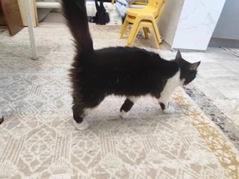 Кошка