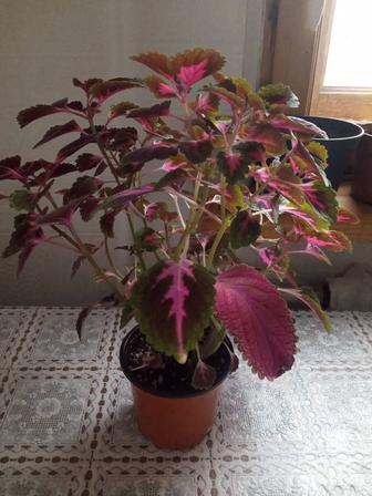 Комнатные цветы.