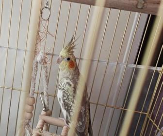 Попугай Корелла