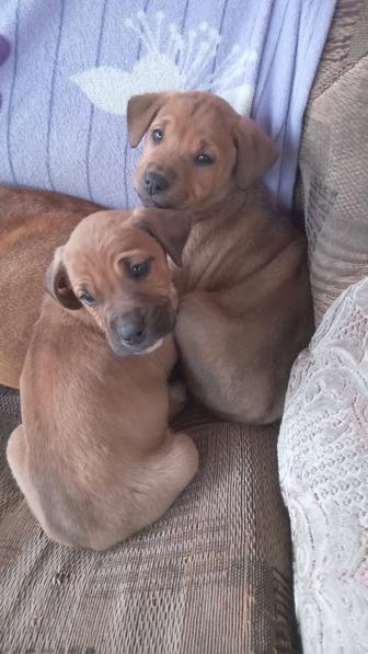 Собаки даром