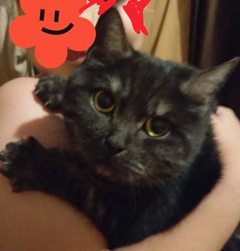 Кошка-чернобурка ищет семью