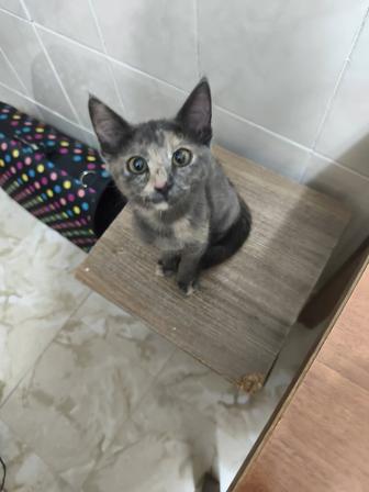 Котенок Шанти в добрые руки