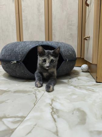 Котенок Шанти в добрые руки