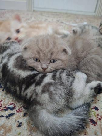 Продам породистых котяк