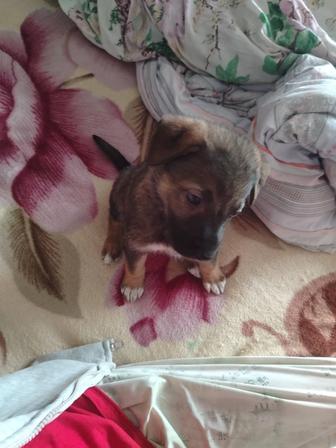 Продам собаку щенка. Овчарка немецкая