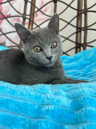 Котенок мальчик