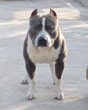 Американский стаффордширский терьер