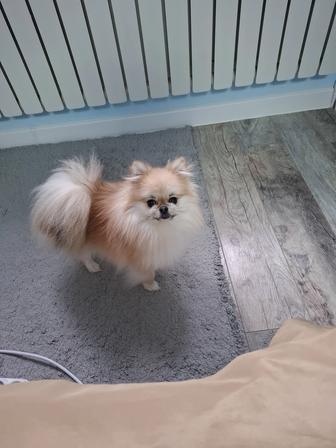 Продается собака породы шпиц