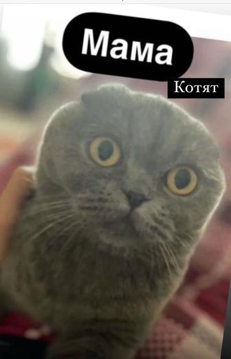 Котята мать Скоттиш fold
