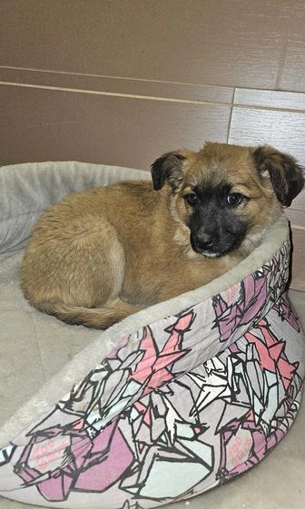 Отдам щенка в добрые руки