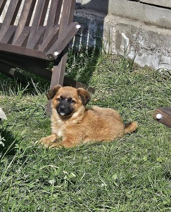 Отдам щенка в добрые руки