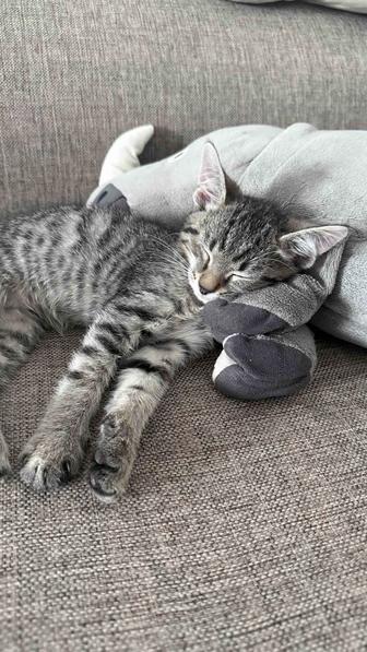 Отдам котенка